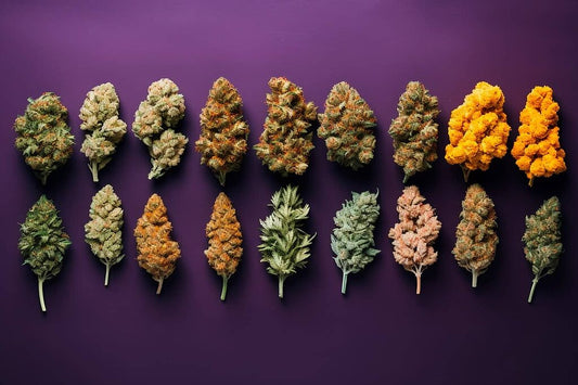 Understanding the Different Strains of Cannabis: A Beginner's Guide